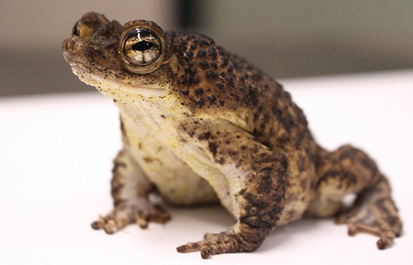 Special Delivery: Saving the Puerto Rican crested toad